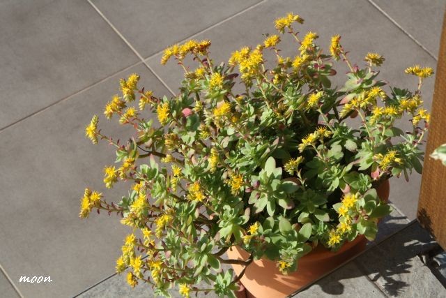 sedum palmeri